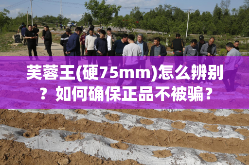 芙蓉王(硬75mm)怎么辨别？如何确保正品不被骗？
